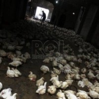 Tetelo Penyebab Ratusan Ayam Mati di Sukabumi