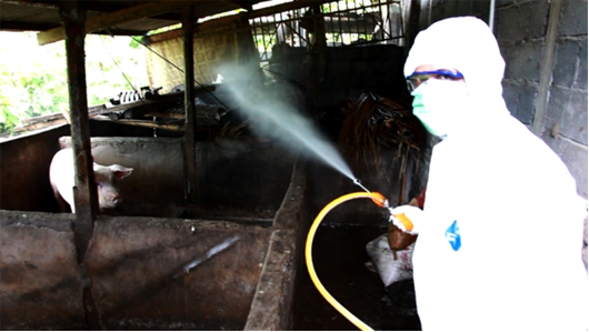 Avian Influenza Positive in Klungkung “A Resident Suspected by H5N1 Virus”