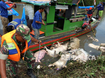 Personel Babinsa TNI mengangkat bangkai babi dari aliran Sungai Bederah, untuk dikubur, di Kelurahan Terjun, Medan, Sumatera Utara, Selasa (12/11/2019).