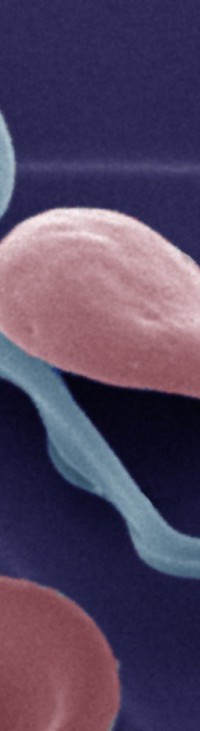 Trypanosoma Parasite Blood Cells
