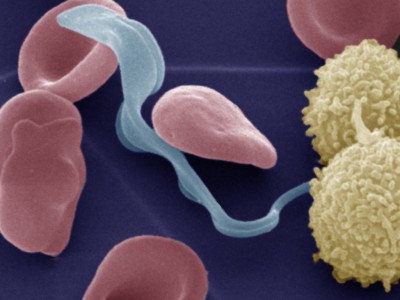 Trypanosoma Parasite Blood Cells