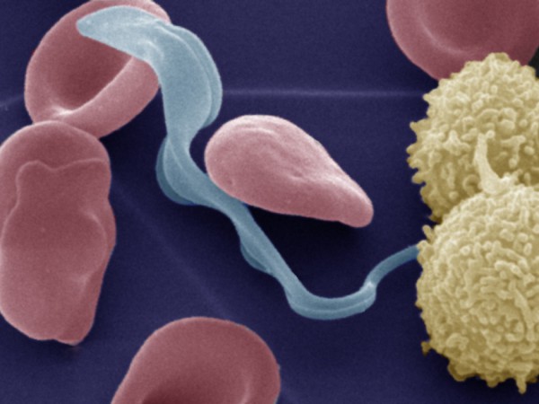 Trypanosoma Parasite Blood Cells