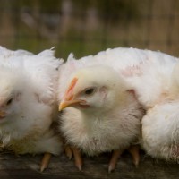Chicken