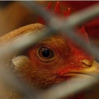Belasan Ribu Unggas Mati di Jabar