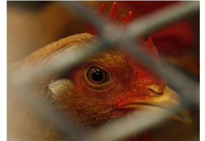Belasan Ribu Unggas Mati di Jabar