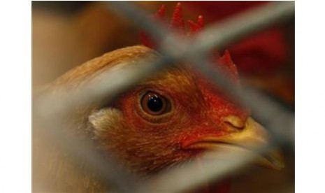 Belasan Ribu Unggas Mati di Jabar
