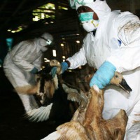 Infeksi Avian Influenza Menyebar di Yogya dan Jateng