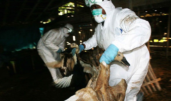 Infeksi Avian Influenza Menyebar di Yogya dan Jateng