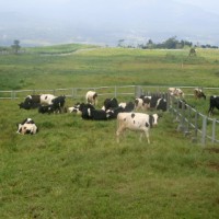Program Peternakan Sapi di Lahan Sawit Sepi Peminat