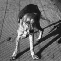 anjing-rabies