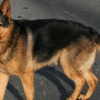 anjing-penjaga-jerman-german-sheperd-rev3