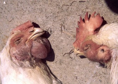 Flu Burung