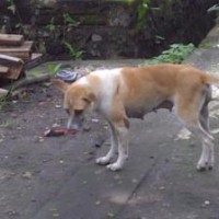 anjing rabies