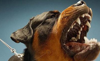 annjing rabies sedang di tangkap warga