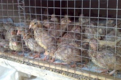 http://www.skanaa.com/en/news/detail/burung-puyuh-mati-mendadak-peternak-rugi-rp-100-juta