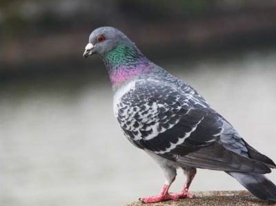 Burung Merpati