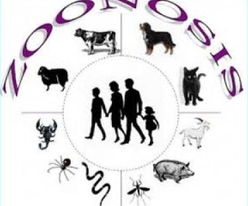 zoonosis