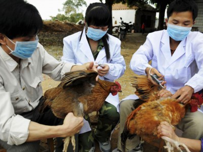 flu burung